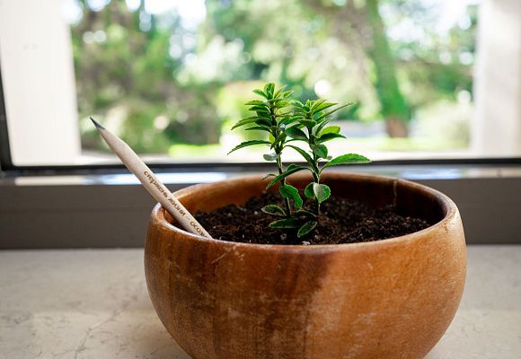 ЭКОЛОГИЧЕСКИЙ ПРОЕКТ: РАСТУЩИЙ КАРАНДАШ