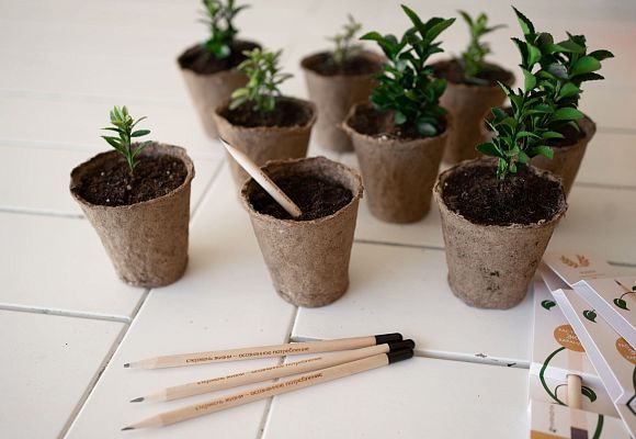 ЭКОЛОГИЧЕСКИЙ ПРОЕКТ: РАСТУЩИЙ КАРАНДАШ