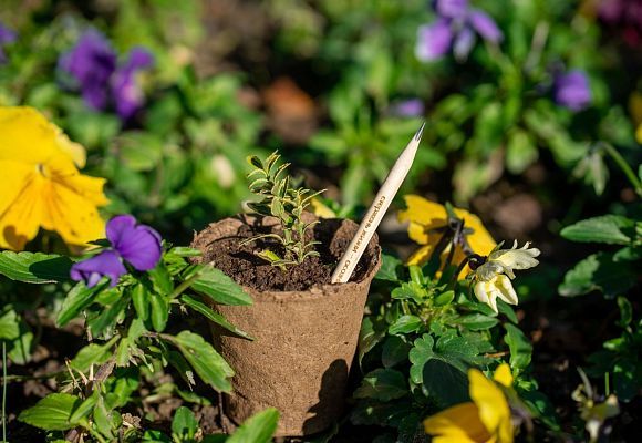 ЭКОЛОГИЧЕСКИЙ ПРОЕКТ: РАСТУЩИЙ КАРАНДАШ